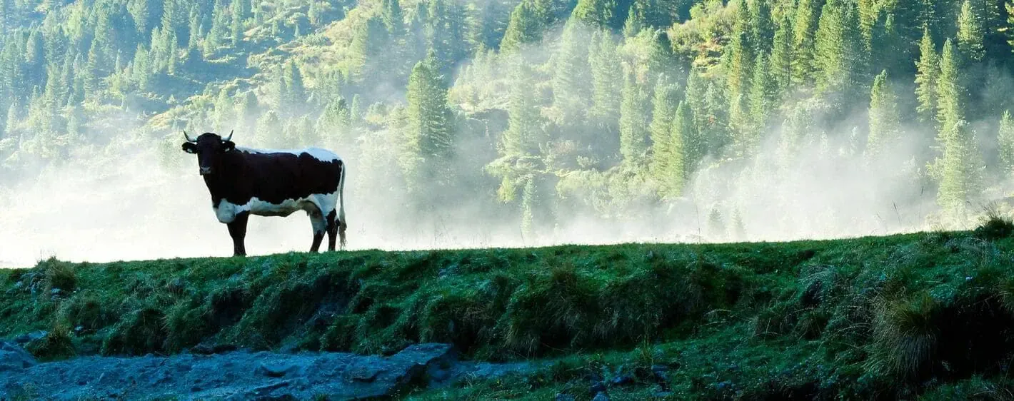 Vache Autriche - Allemagne
