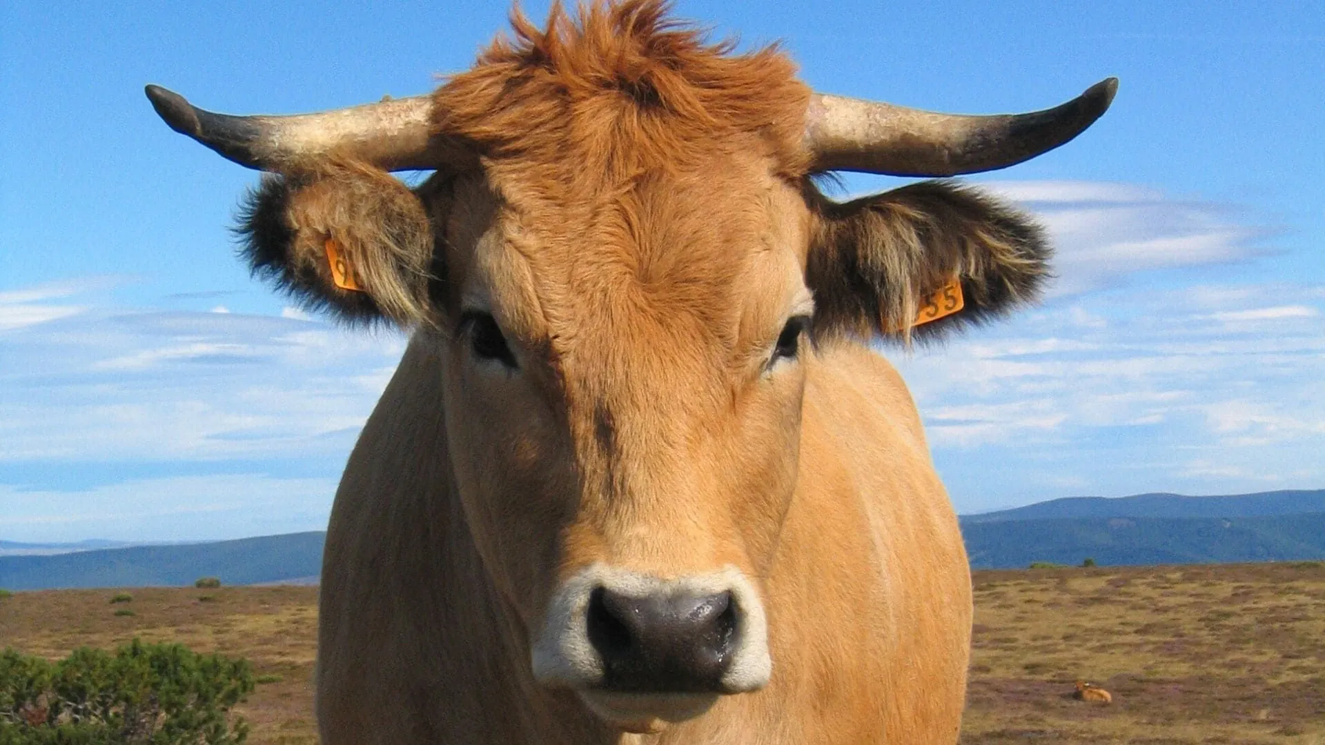 Vache Cevennes - France