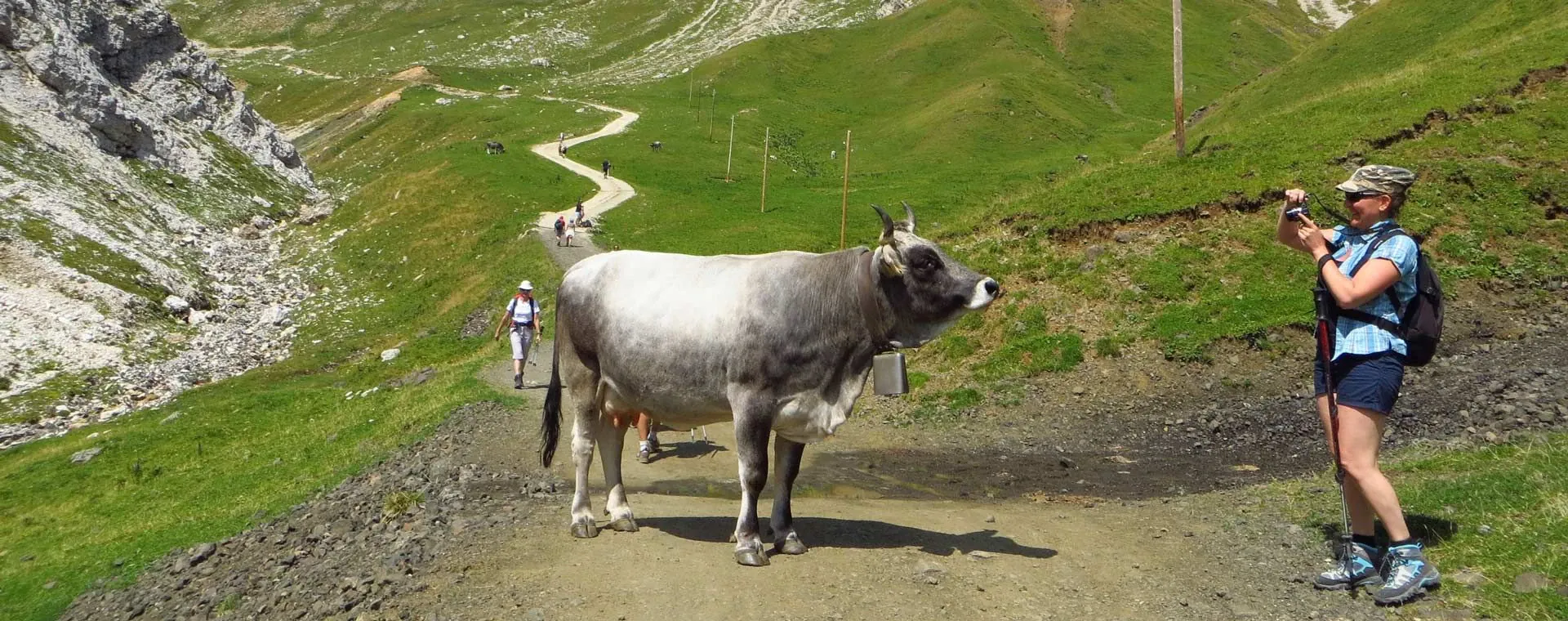 Vache Grigio Alpin La Grise Des Alpes Dolomites Laura Herrero - Dolomites - Italie