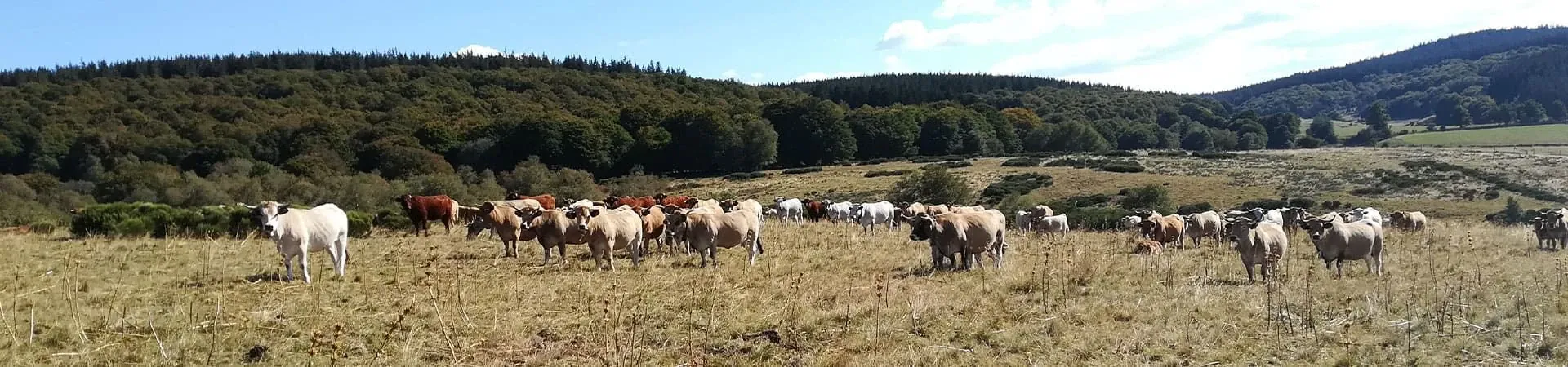 Vaches Aubrac sur les hauts plateaux - France