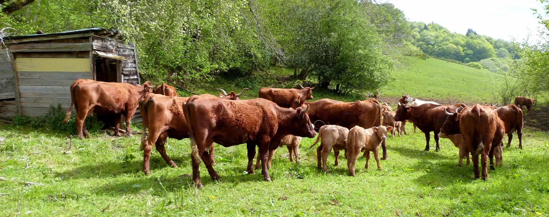 Vaches Auvergne - France