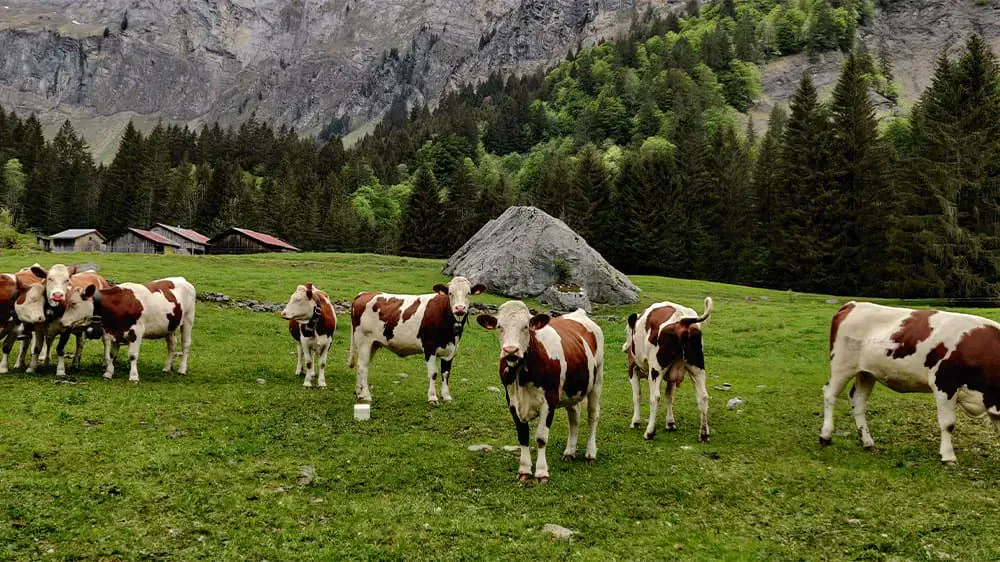 Vaches Dans Les Alpages - France