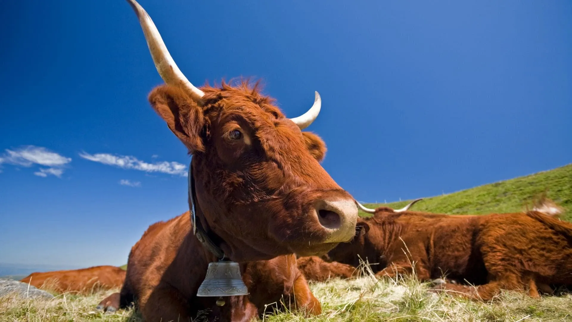 Vaches Dauvergne C Aura Tourisme - France © Aura Tourisme