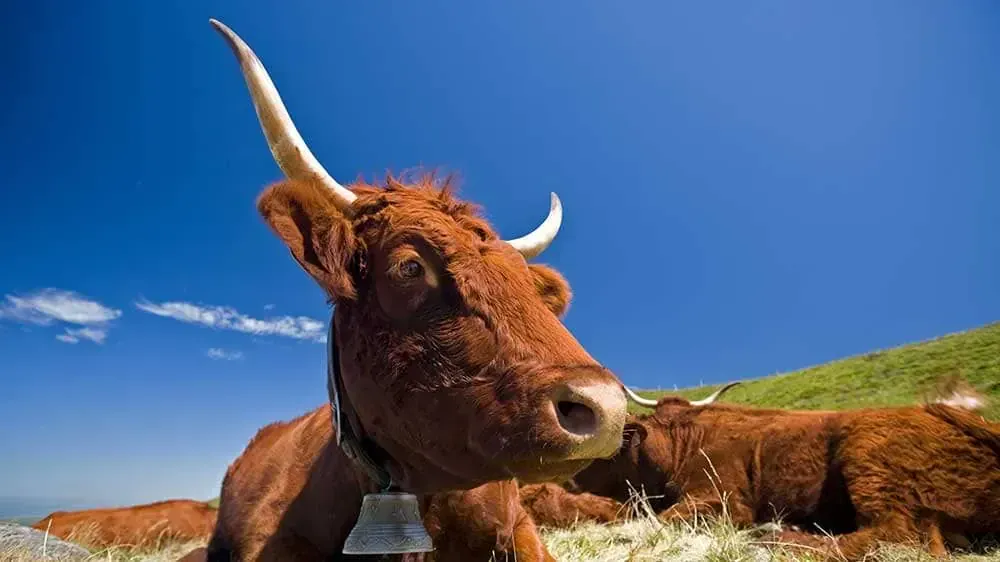 Vaches De La Race Salers Dans Le Massif Du Sancy C E. Lattes Auvergne Rhone Alpes Tourisme - Alpes - France