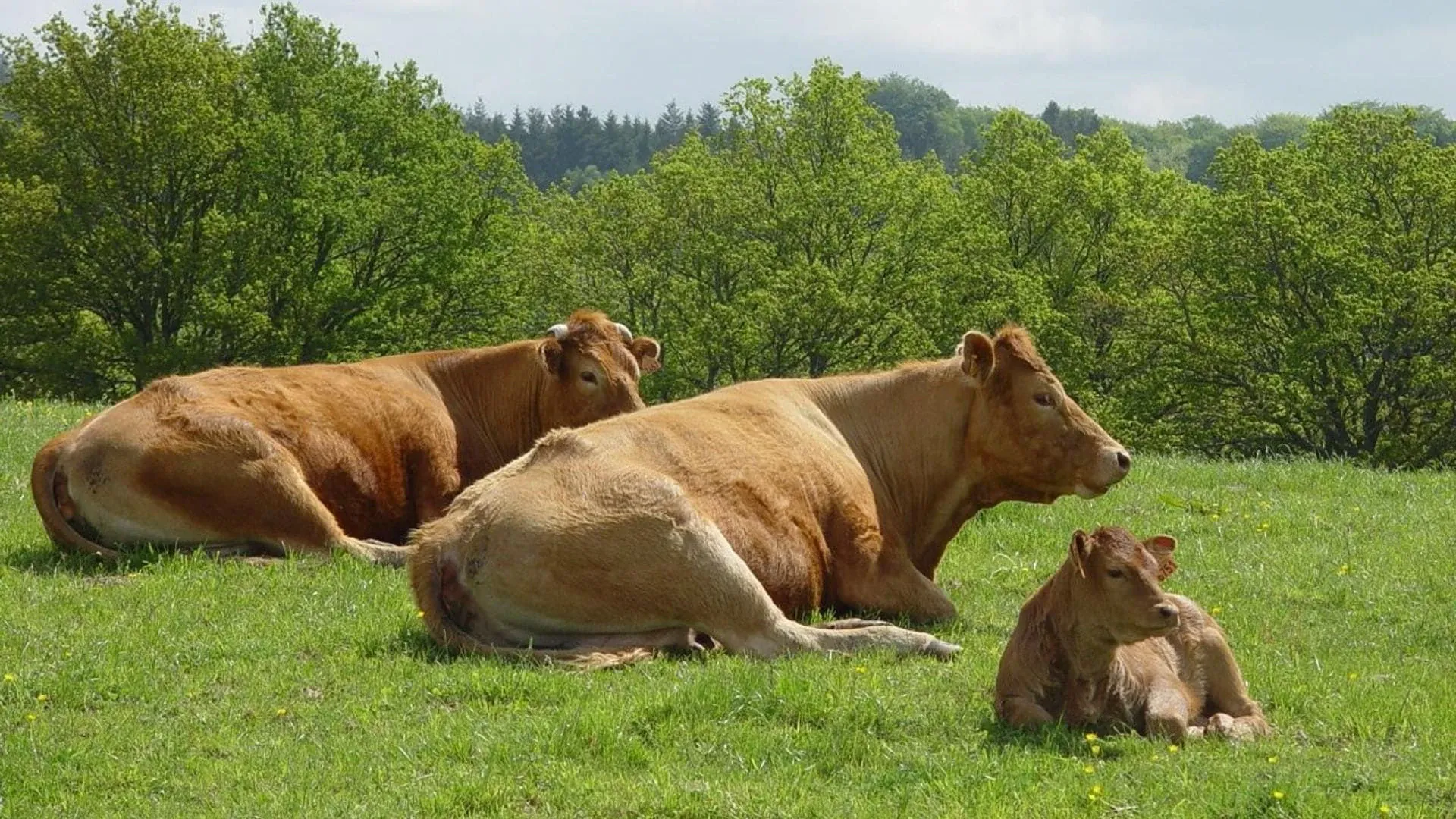 Vaches Limousine Credit Katy Mingon Linet Pnr Millevaches - France