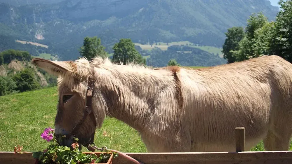 Vallée des moulins à Andros - Cyclades - Grèce