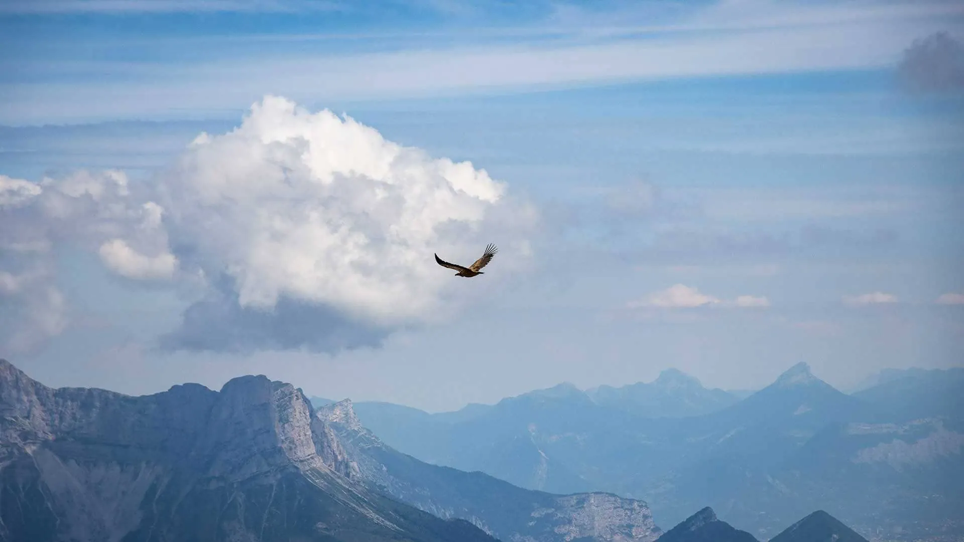 Vautour Ciel Vercors Cx.argeles Randozone - Vercors - France