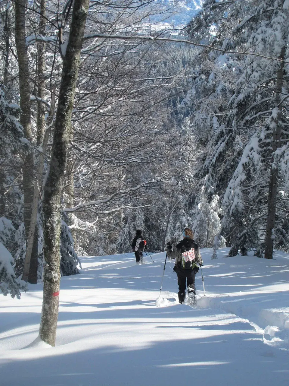 Hauts-Plateaux du Vercors - Alpes - France