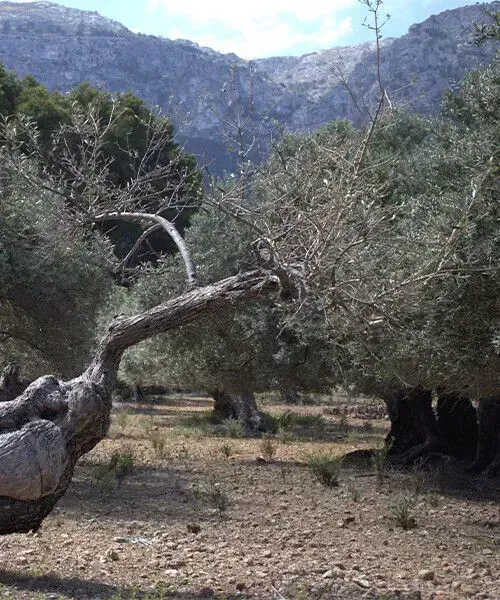 Vue sur la baie de Livadi - Serifos - Cyclades - Grèce