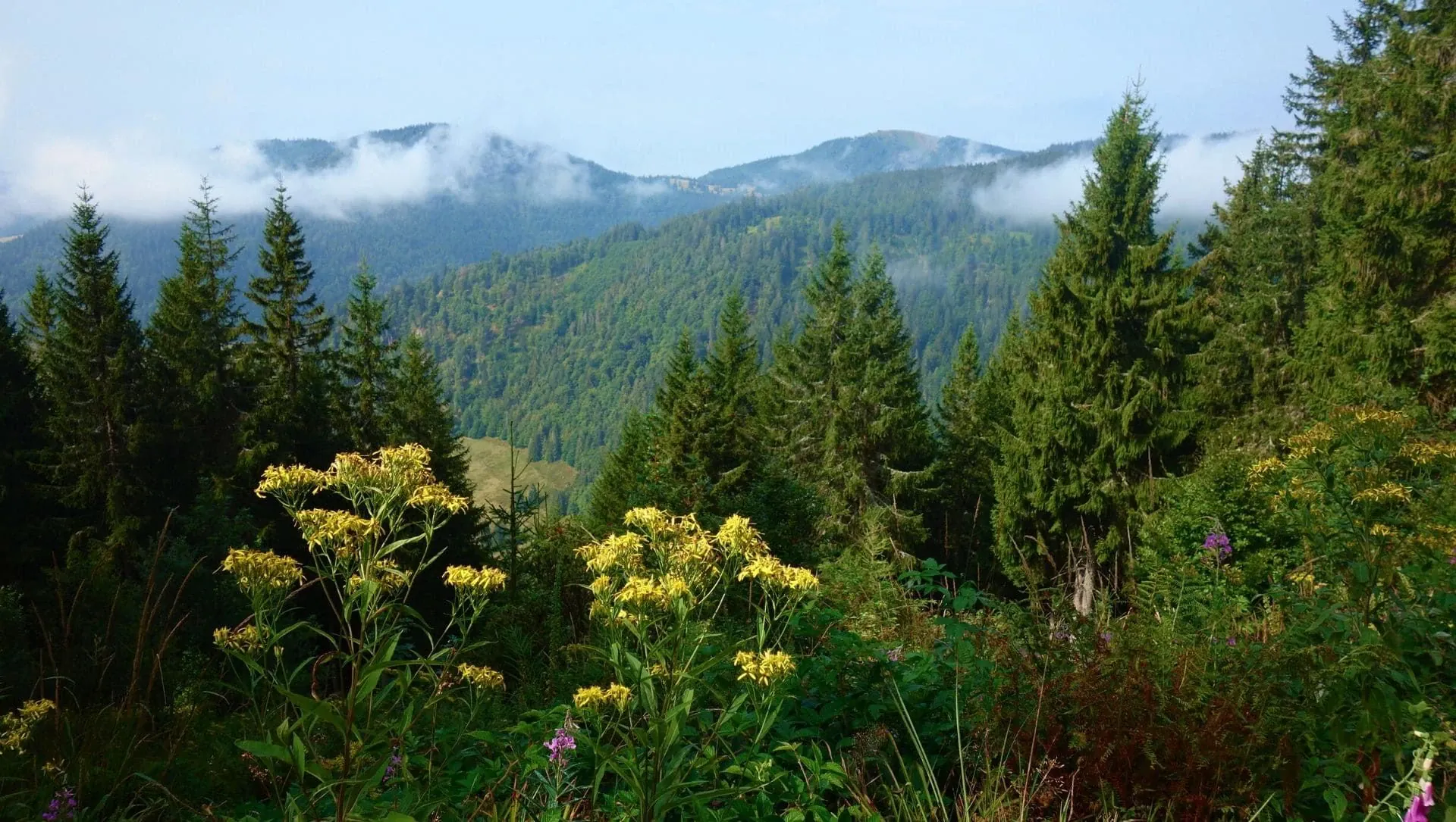 Vue Sur Foret Noire C Raymond Chabanier - Allemagne © Raymond Chabanier