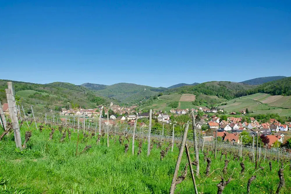 Vignes Alsace C Quentin Vanaker - France © Quentin Vanaker