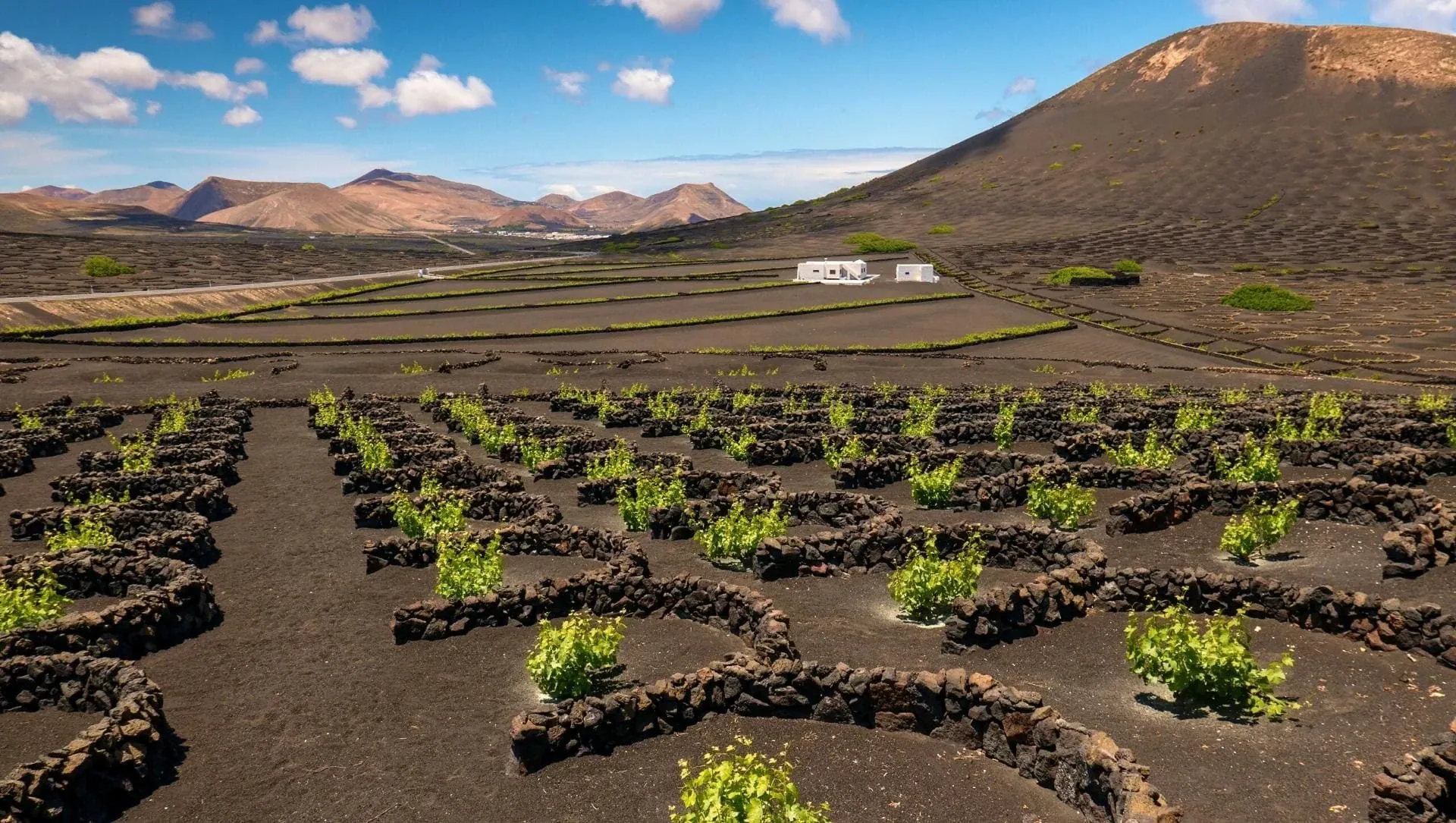 Vignes De Lanzarote - Espagne