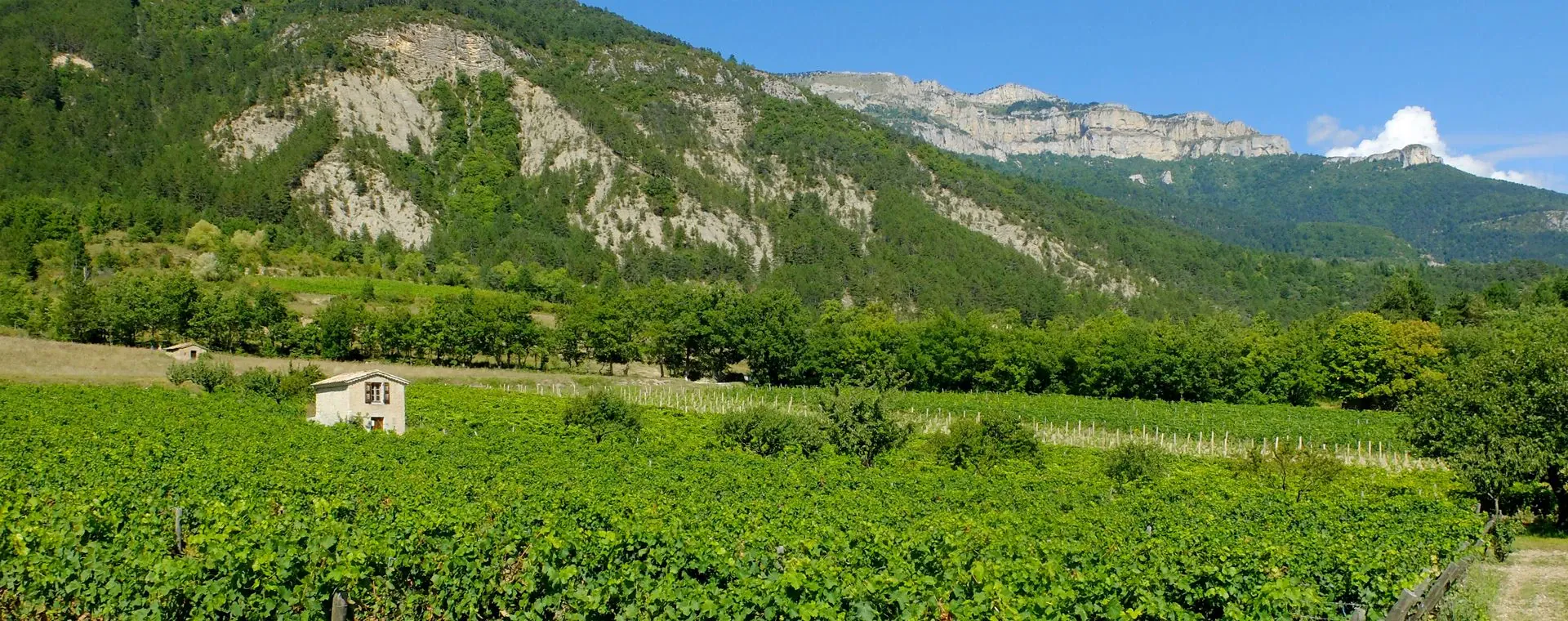 Vignoble Chatillon En Diois Vercors - Vercors - France