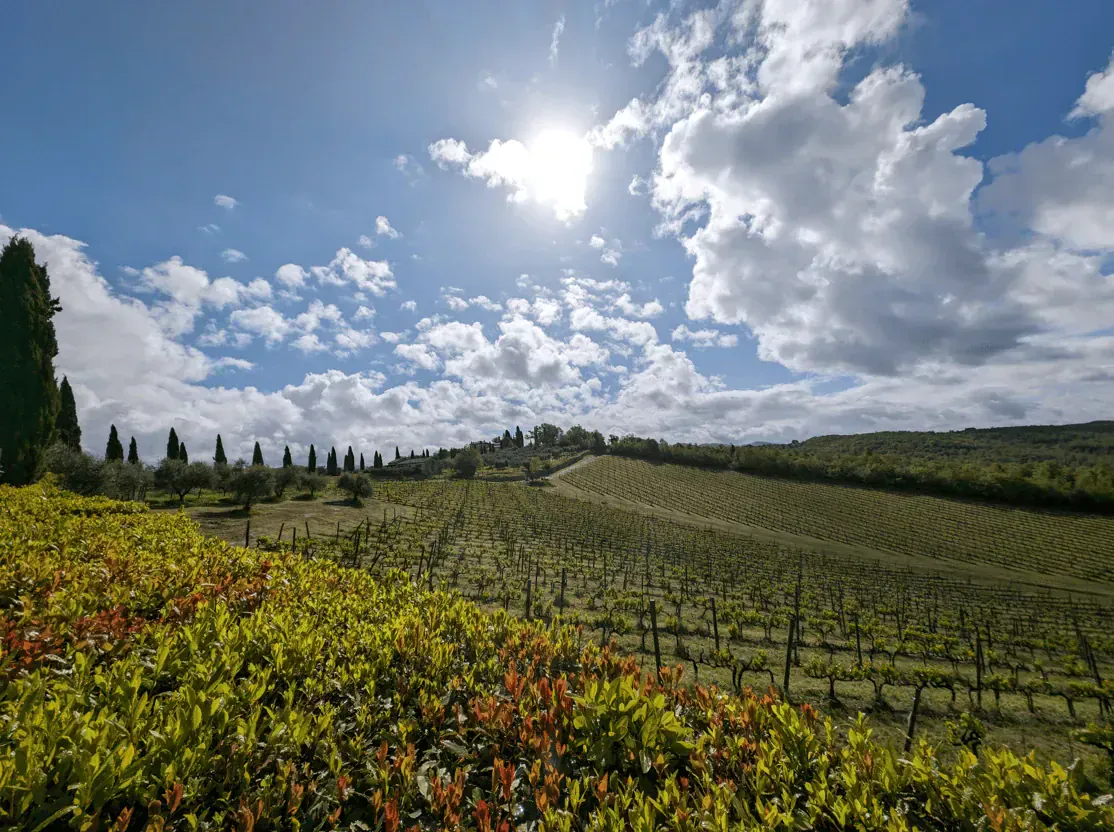 Vignoble De Castello Di Meleto - Toscane