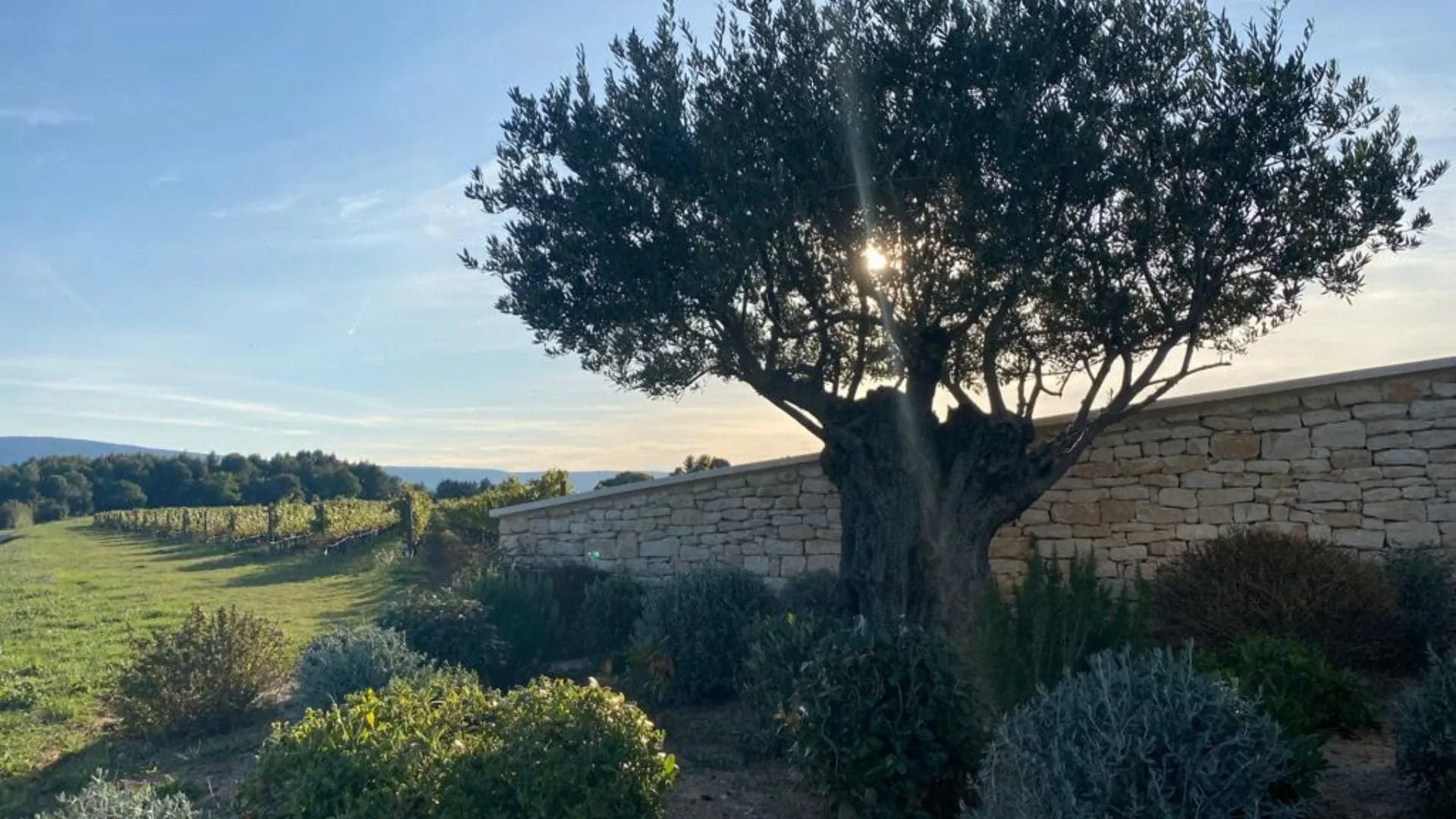 Vignoble De Laoc Ventoux Vaucluse - France