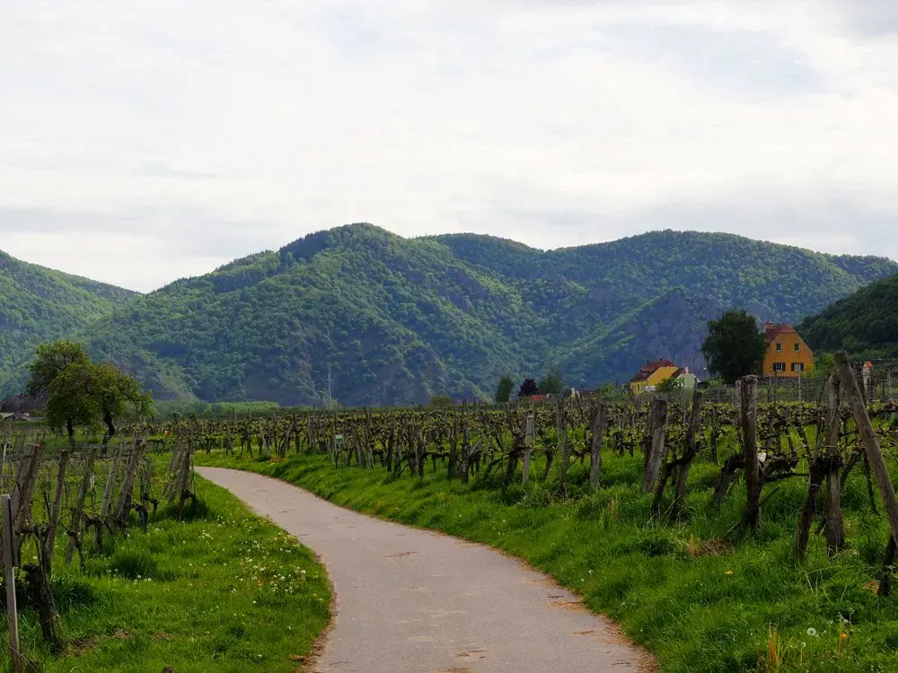 Vignoble - Allemagne