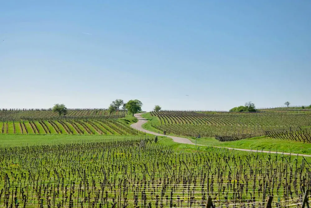 Vignobles Alsace C Quentin Vanaker - France © Quentin Vanaker