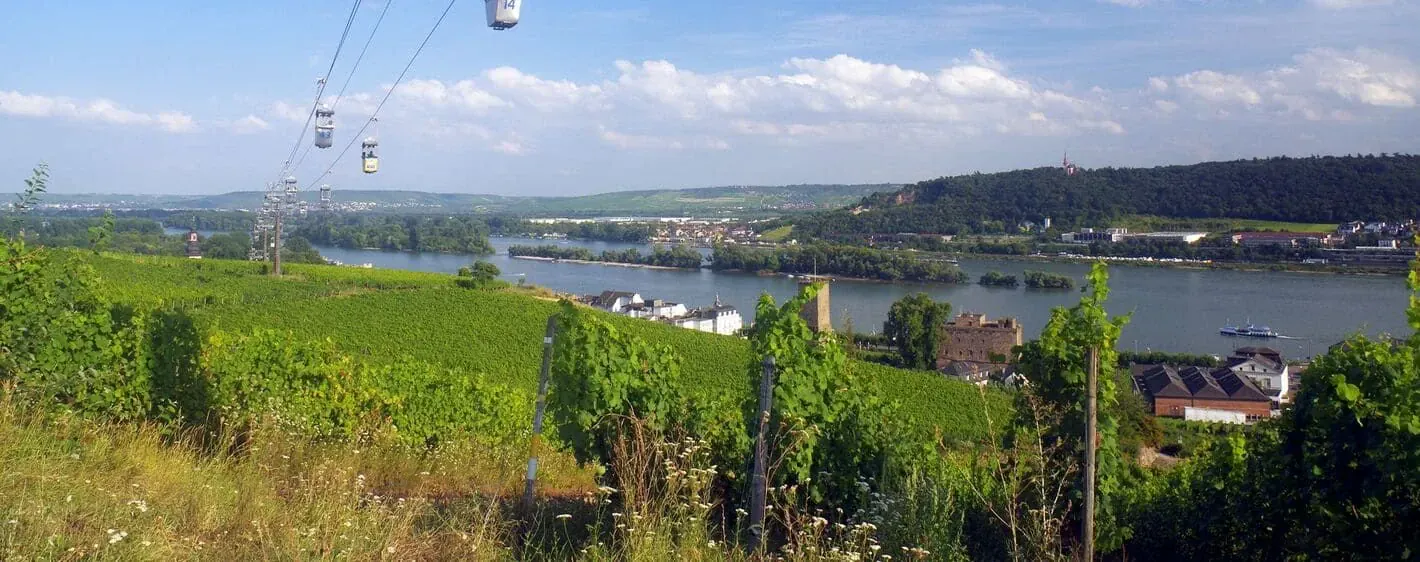 Vignobles Au Dessus Rudesheim Am Rhein - Allemagne