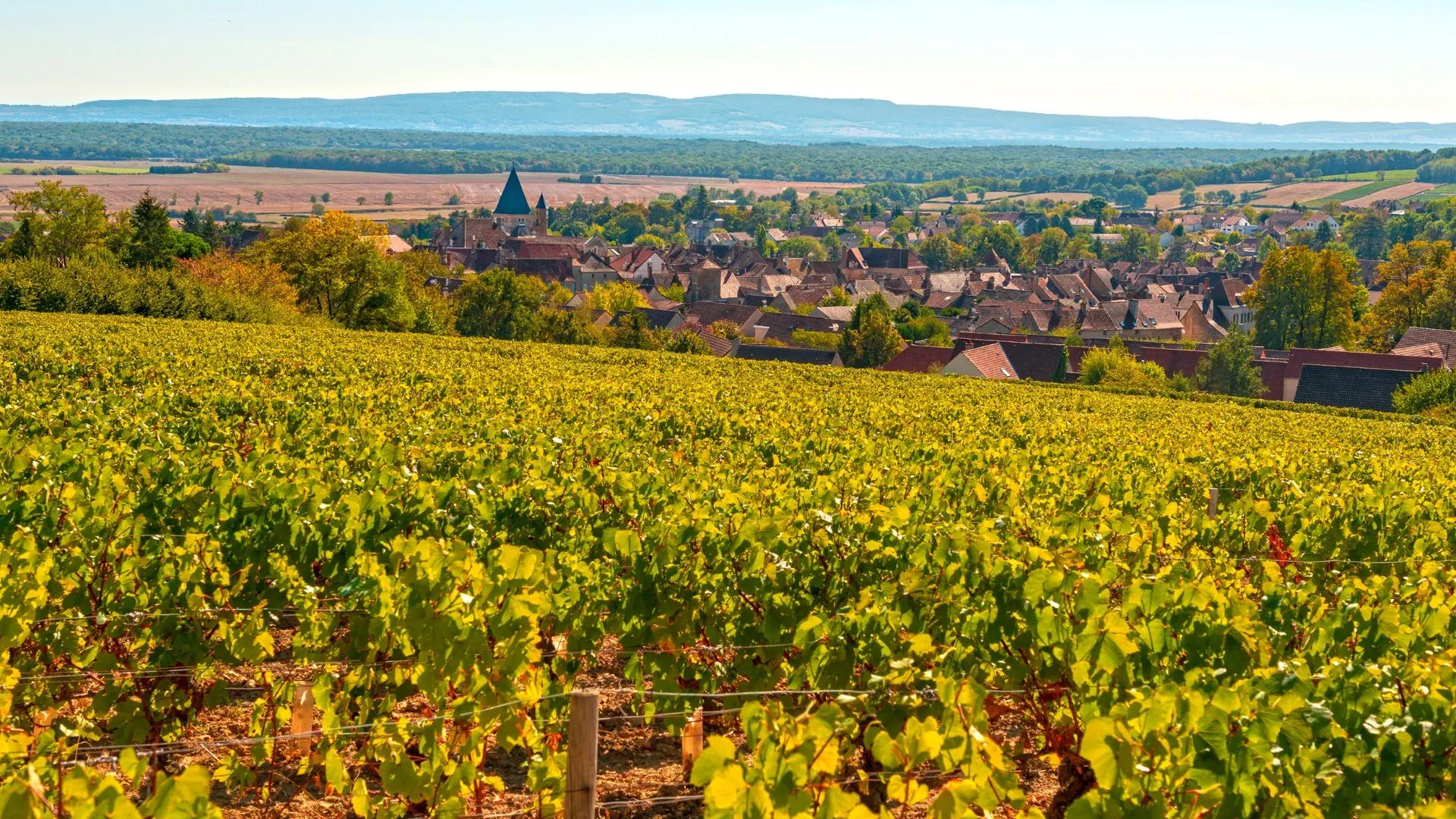 Vignobles Buxy - France