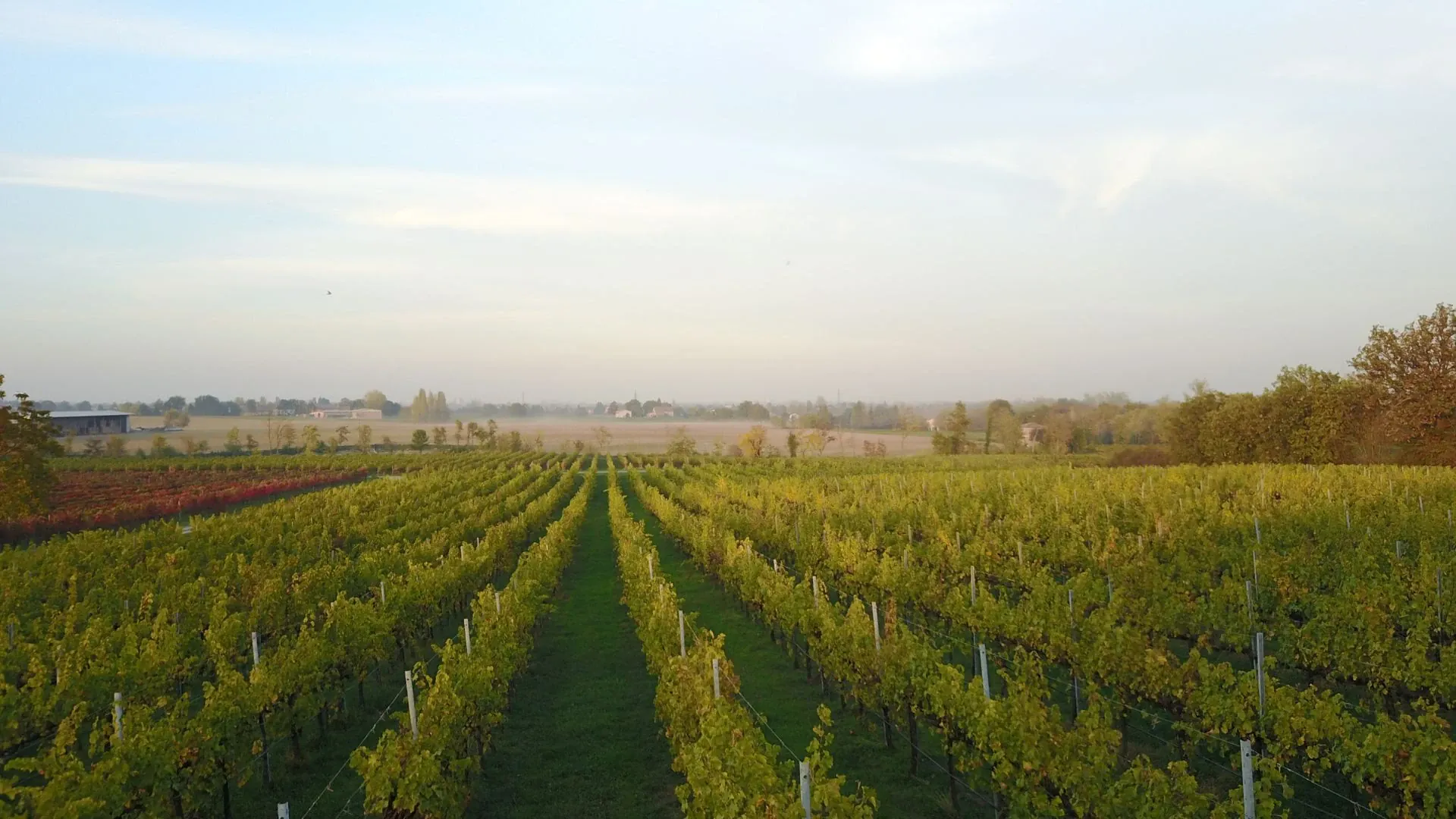 Vignobles Cdavid Praire - Italie