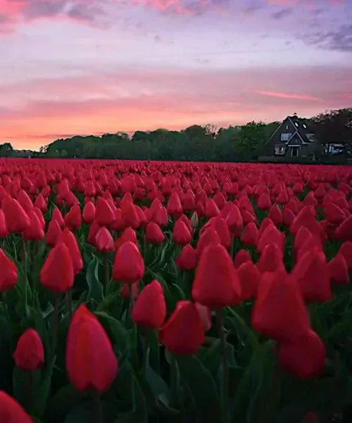 Village de Bennebroek - Pays-Bas