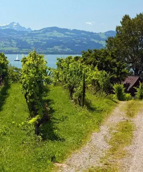 Vignoble près de Lindau - Lac de Constance - Allemagne