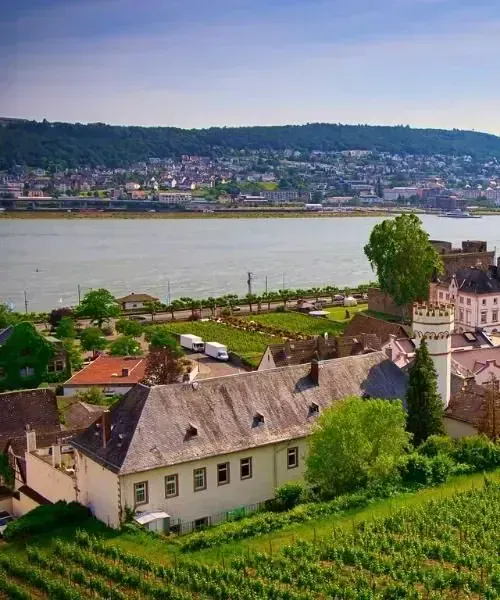 Vignobles et village de Rüdesheim - Vallée du Rhin - Allemagne