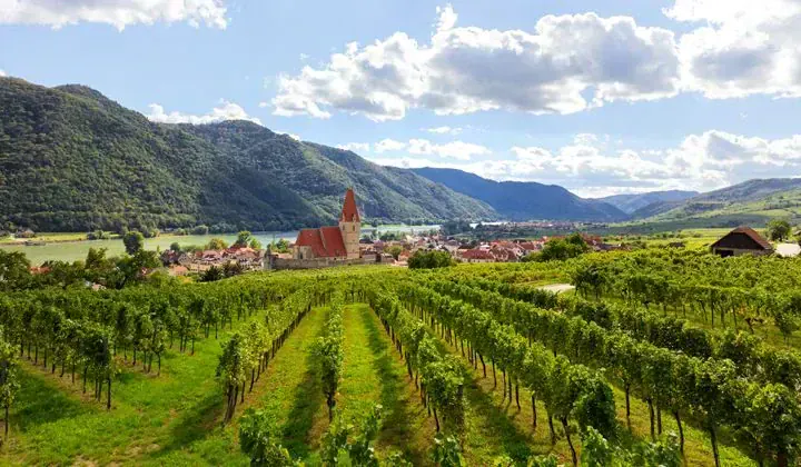 Vignobles de Weissenkirchen - Vallée de la Wachau - Autriche