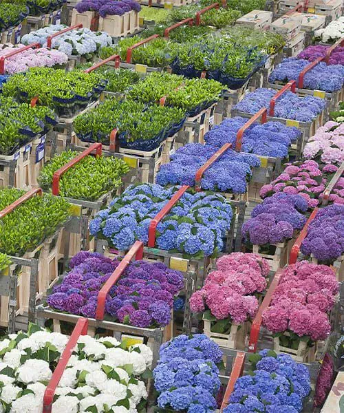 Marche Aux Fleurs D Aalsmeer