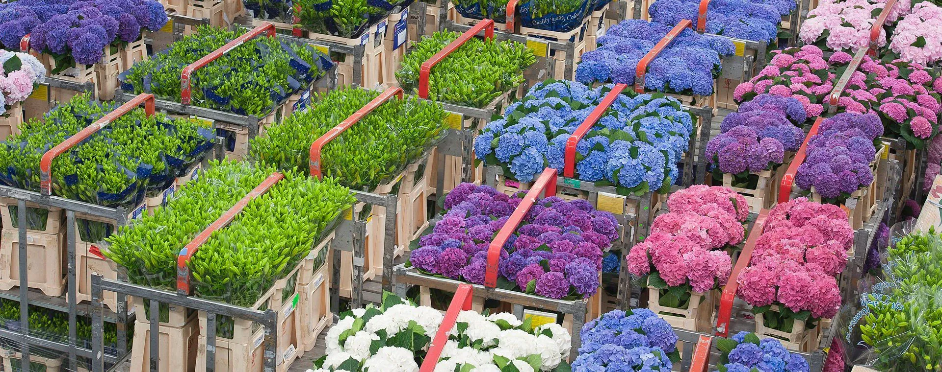 Marche Fleurs Aalsmeer Pays Bas - Pays-Bas