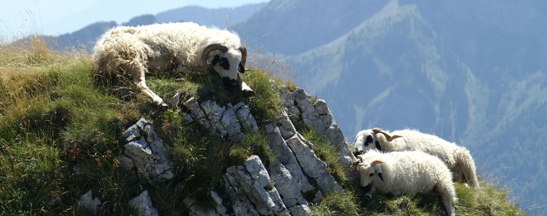 Faune Chartreuse - Chartreuse - France