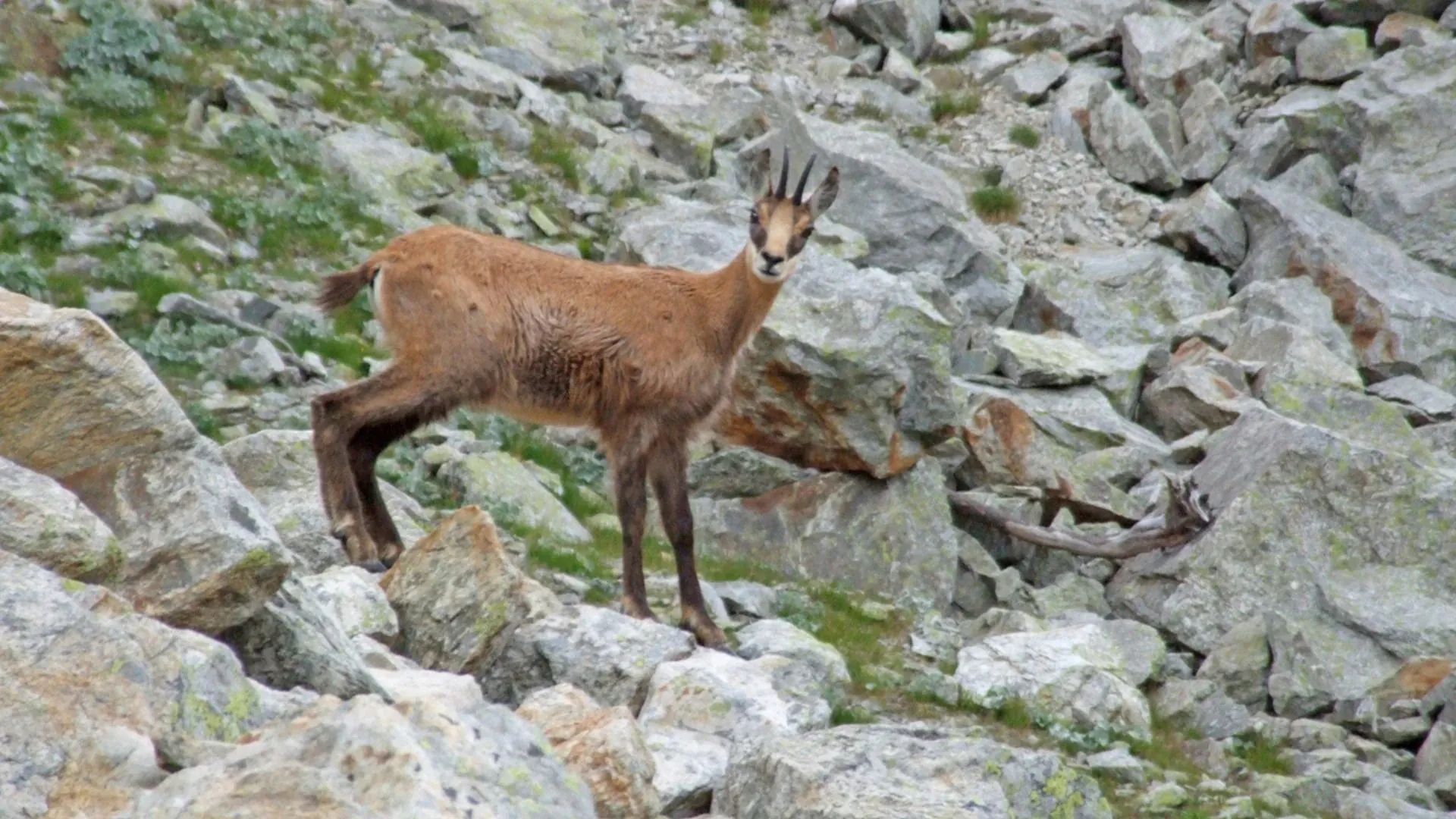 Faune De Molines En Queyras Chamois - France