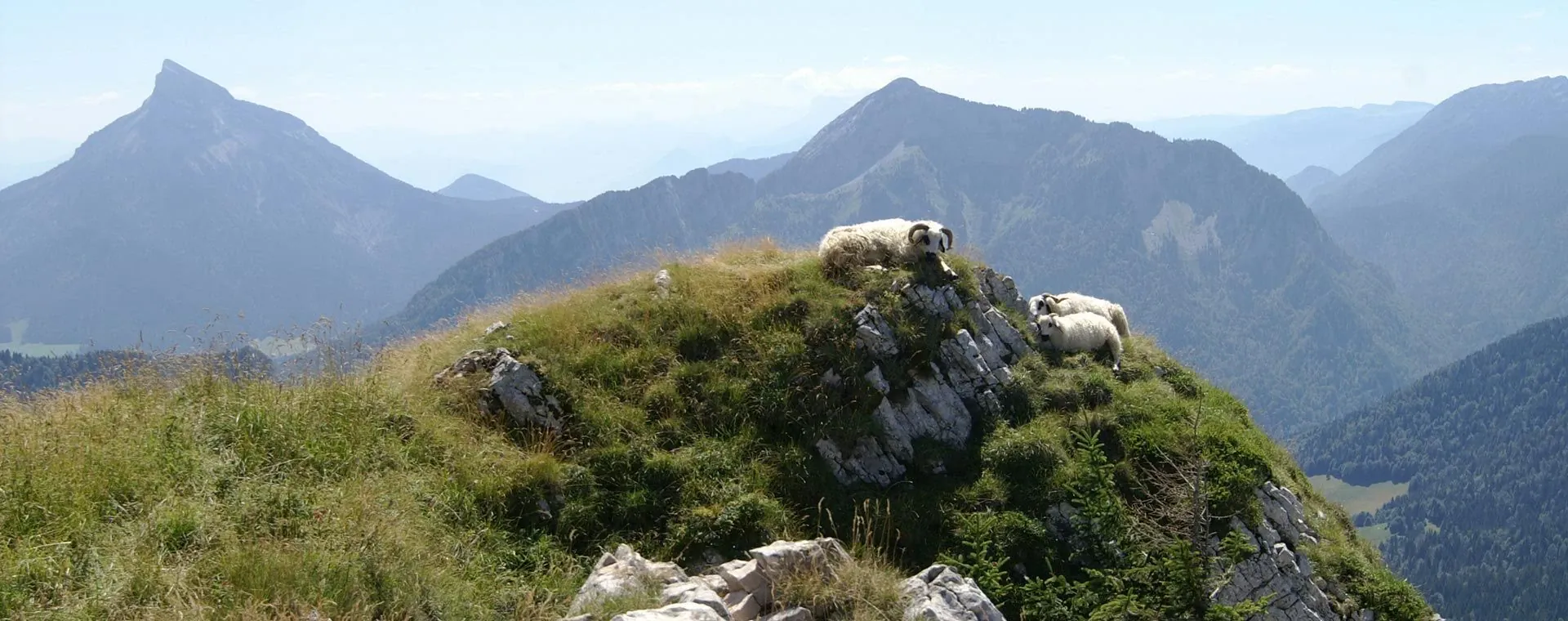 Faune sauvage sur le GR20 - Corse - France