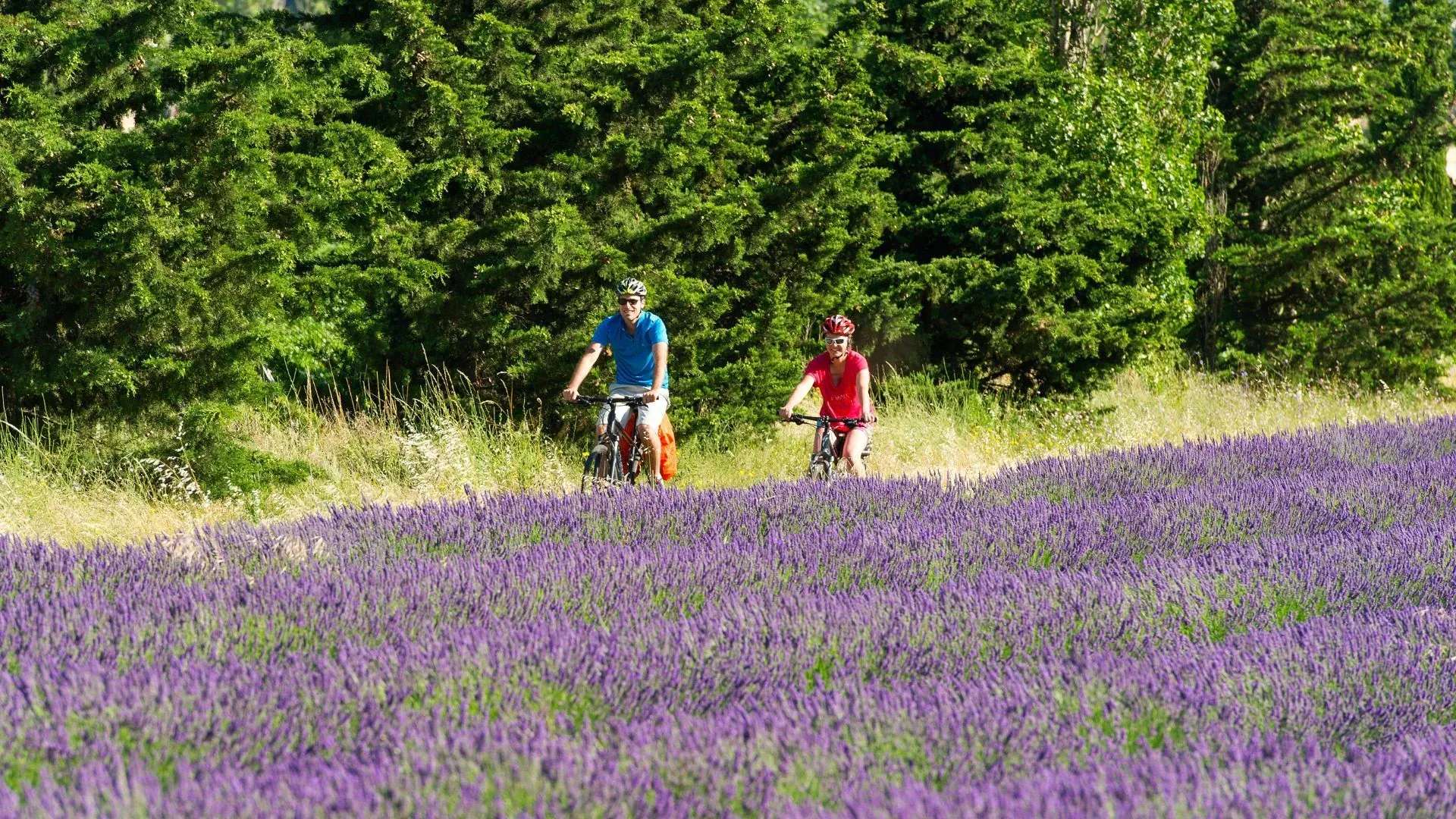 Paysage viticole sur la ViaRhôna - Vallée du Rhône - France