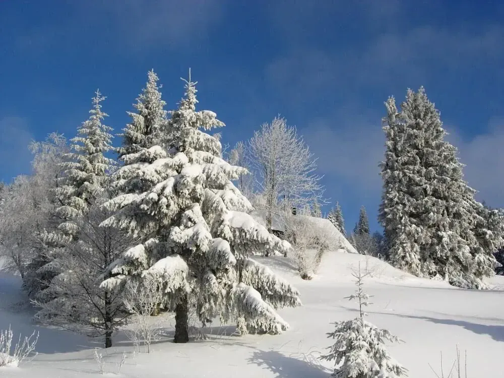 Paysage hivernal de Laponie finlandaise - Finlande