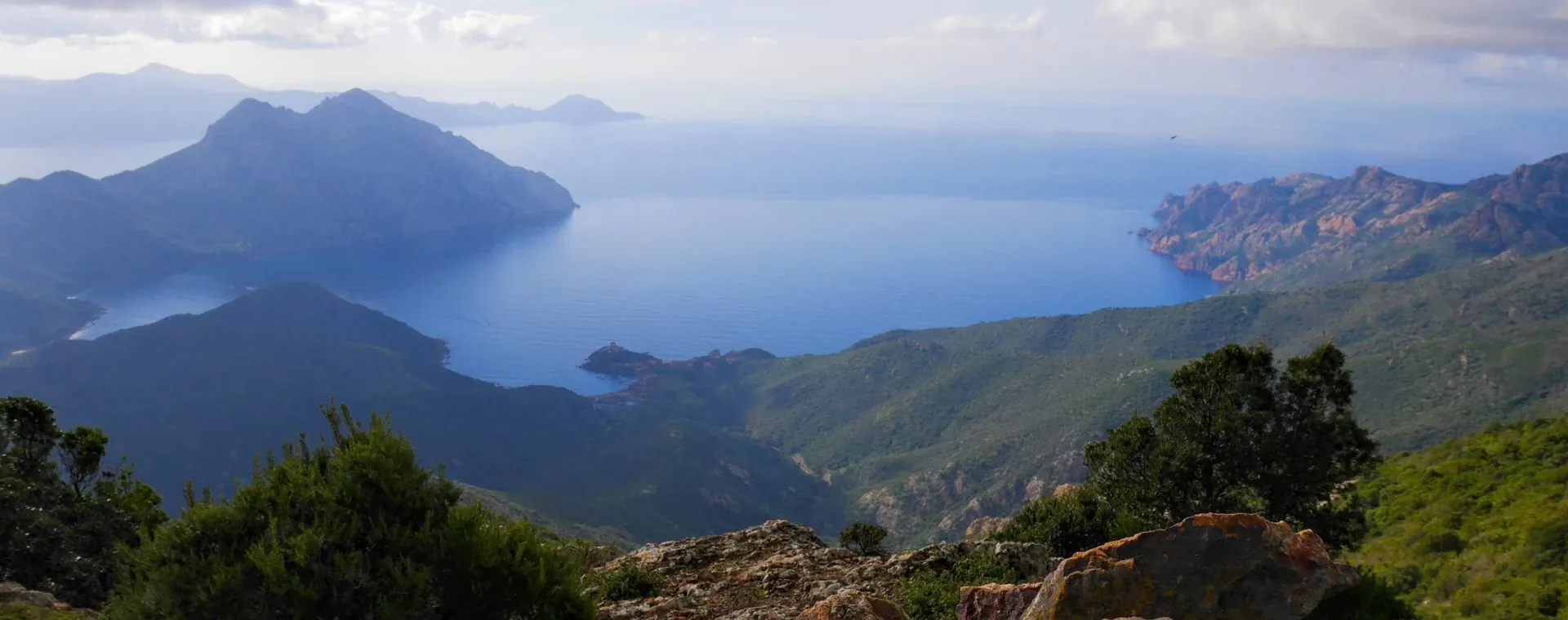 Goéland leucophée en vol - France