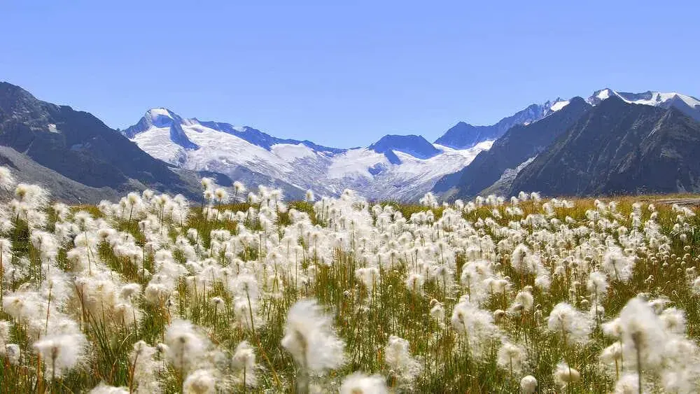 Zillertal Carchiv Tvb Mayrhofen Paul Surth - Autriche