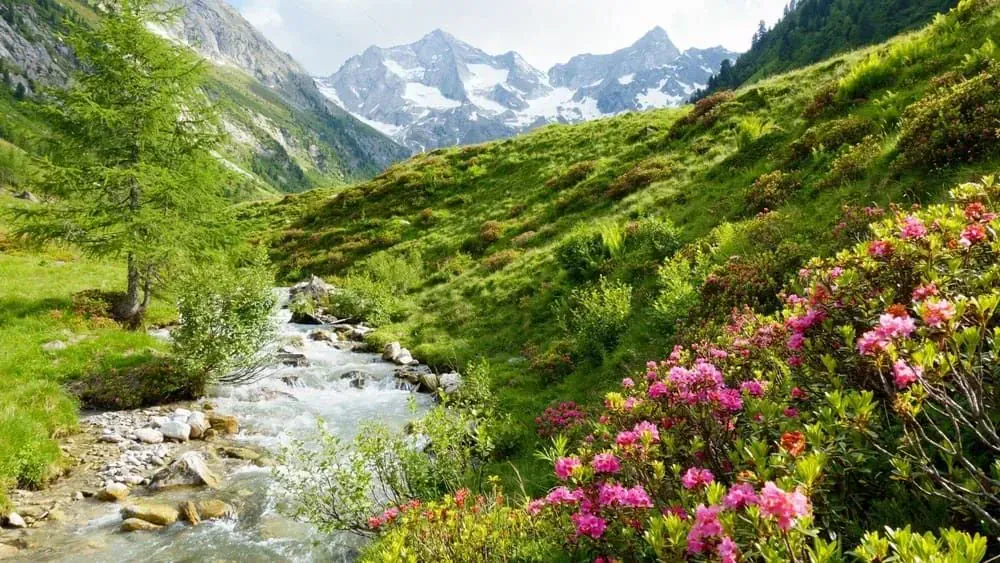 Zillertal Torrent Rhododendron Ferrugineux C Archiv Tvb Mayrhofen Paul Wechselberger 2 - Autriche