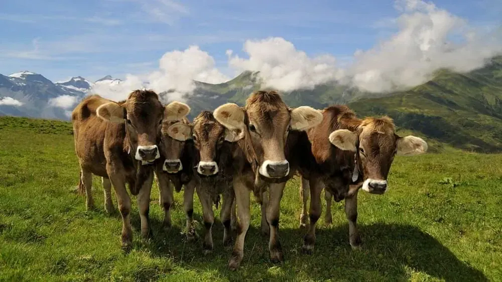 Zillertal Vaches C Archiv Tvb Mayrhofen Paul Surth Copie 2 - Autriche